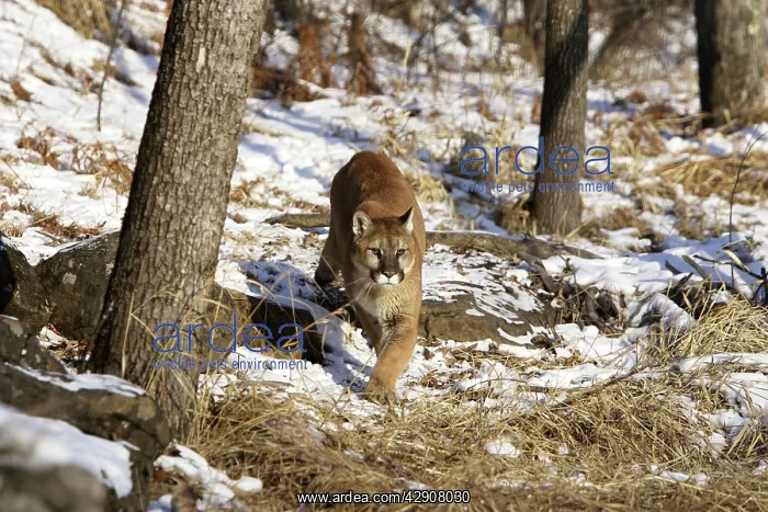 : Cougar / Mountain Lion / Puma : Cougar / Mountain Lion / Puma