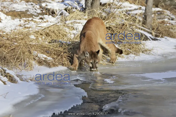 : Cougar / Mountain Lion / Puma : Cougar / Mountain Lion / Puma