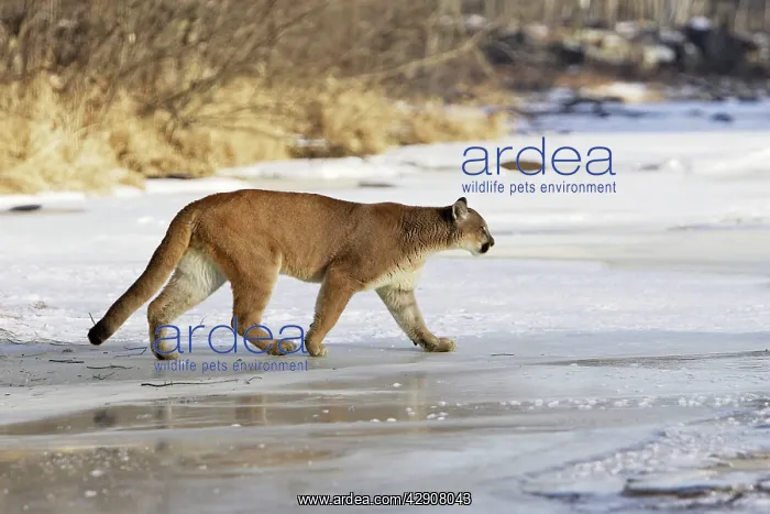 : Cougar / Mountain Lion / Puma : Cougar / Mountain Lion / Puma