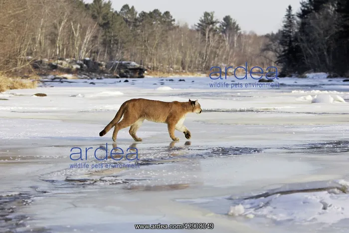 : Cougar / Mountain Lion / Puma : Cougar / Mountain Lion / Puma
