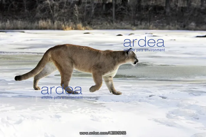 : Cougar / Mountain Lion / Puma : Cougar / Mountain Lion / Puma