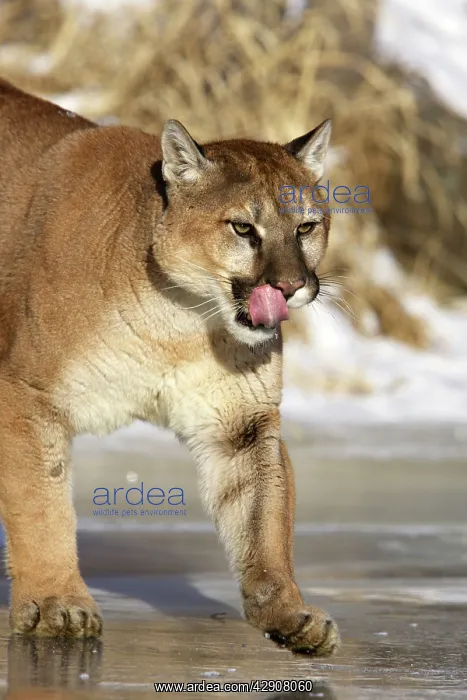 : Cougar / Mountain Lion / Puma : Cougar / Mountain Lion / Puma