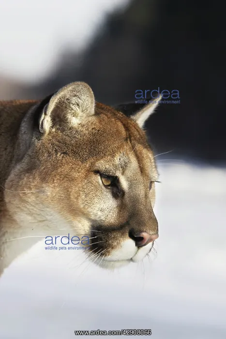 : Cougar / Mountain Lion / Puma : Cougar / Mountain Lion / Puma