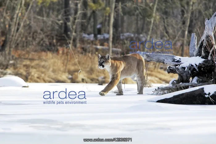  : Cougar  /  Mountain Lion  /  Puma
