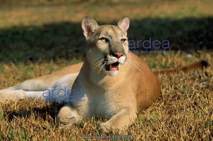 : COUGAR / Mountain Lion / Puma : COUGAR / Mountain Lion / Puma