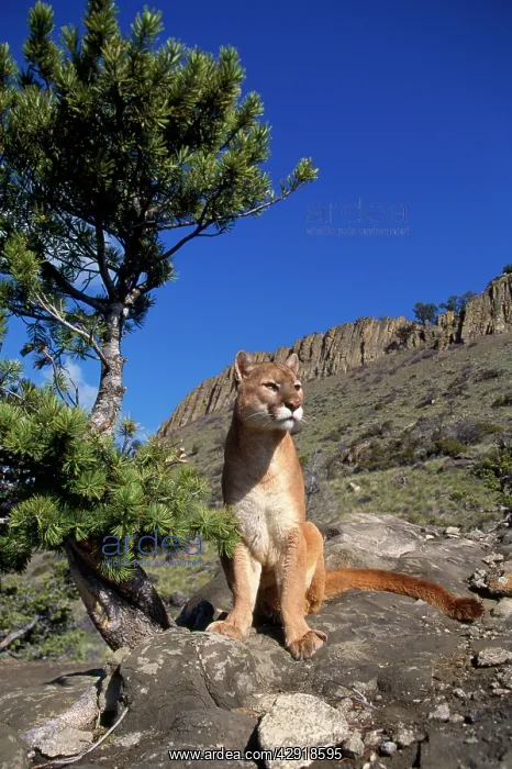 : Cougar / Mountain Lion / Puma : Cougar / Mountain Lion / Puma