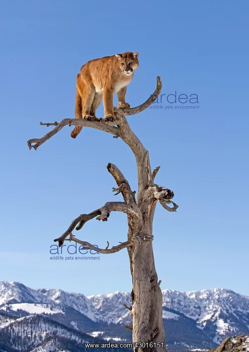 : Cougar / Mountain Lion / Puma : Cougar / Mountain Lion / Puma