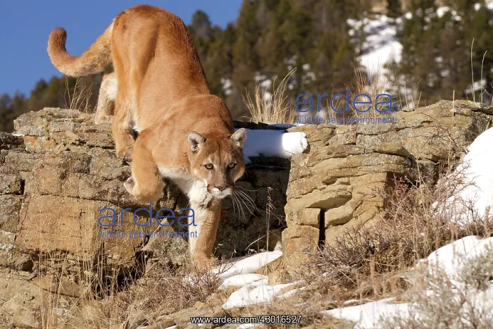 : Cougar / Mountain Lion / Puma : Cougar / Mountain Lion / Puma