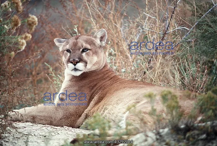 : Cougar / Mountain Lion / Puma : Cougar / Mountain Lion / Puma