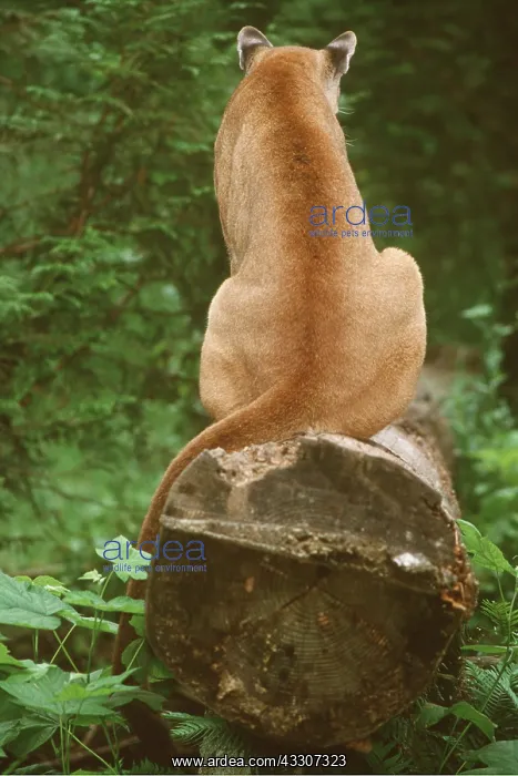 : Cougar / Mountain Lion / Puma : Cougar / Mountain Lion / Puma