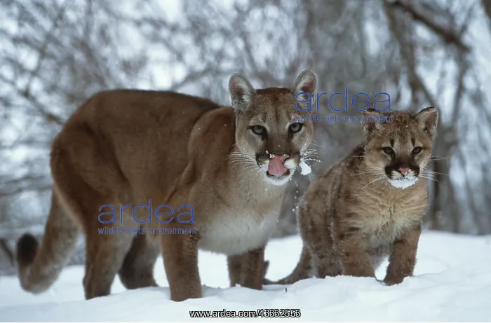 : Cougar / Mountain Lion / Puma : Cougar / Mountain Lion / Puma