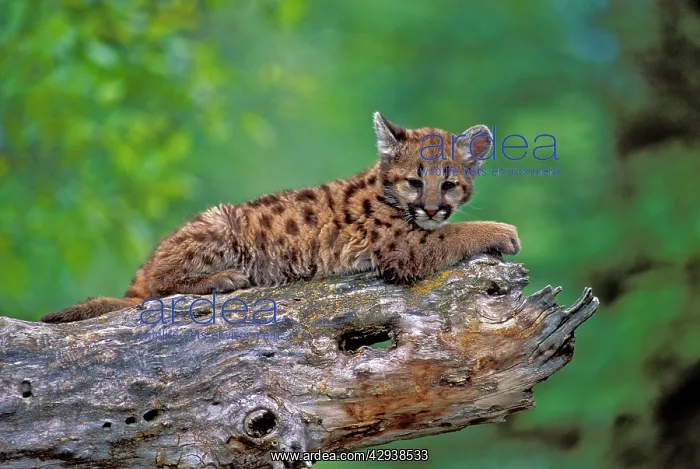 : Cougar / Mountain Lion / Puma Baby lying on broken : Cougar / Mountain Lion / Puma Baby lying on broken