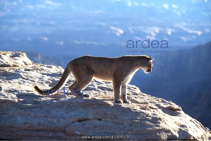 : COUGAR / Mountain lion / Puma - at cliff edge, single : COUGAR / Mountain lion / Puma - at cliff edge, single
