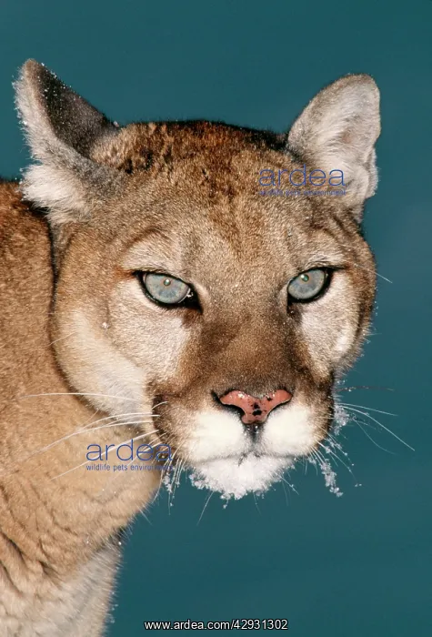 : Cougar / Mountain Lion / Puma - close-up of face : Cougar / Mountain Lion / Puma - close-up of face