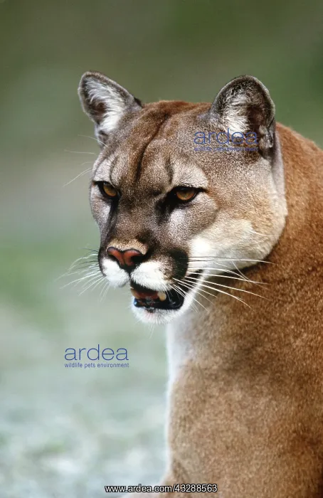 : COUGAR / Mountain lion / Puma - close-up of head : COUGAR / Mountain lion / Puma - close-up of head