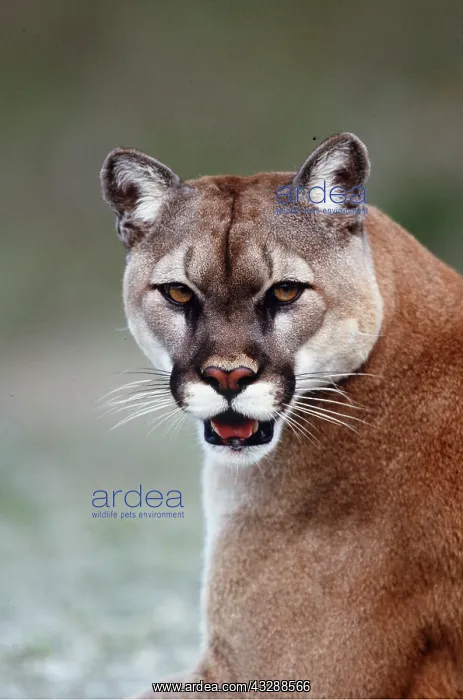 : COUGAR / Mountain lion / Puma - close-up of head : COUGAR / Mountain lion / Puma - close-up of head
