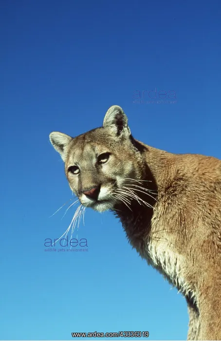 : Cougar / Mountain Lion / Puma - Close-up of head : Cougar / Mountain Lion / Puma - Close-up of head
