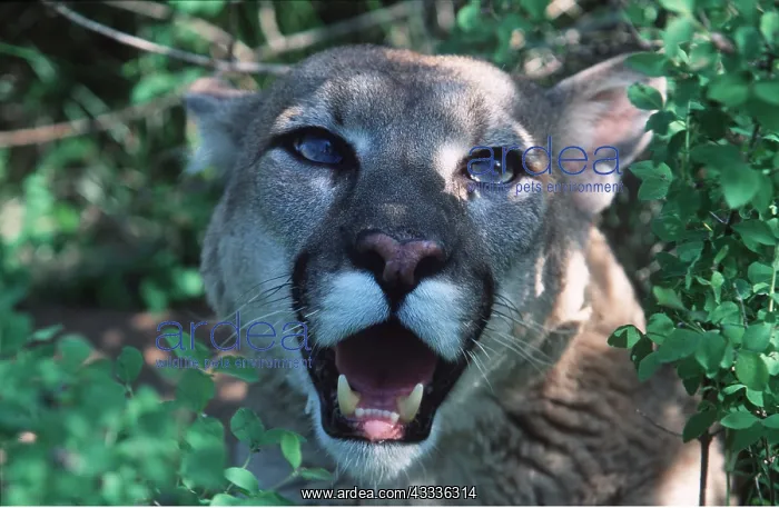 : Cougar / Mountain Lion / Puma - close-up of head in foliage : Cougar / Mountain Lion / Puma - close-up of head in foliage