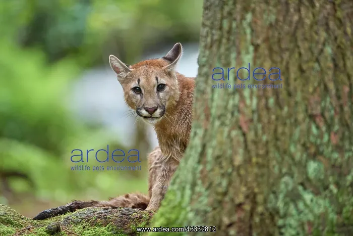 : Cougar, Mountain Lion (Puma concolor), Puma, young in forest : Cougar, Mountain Lion (Puma concolor), Puma, young in forest