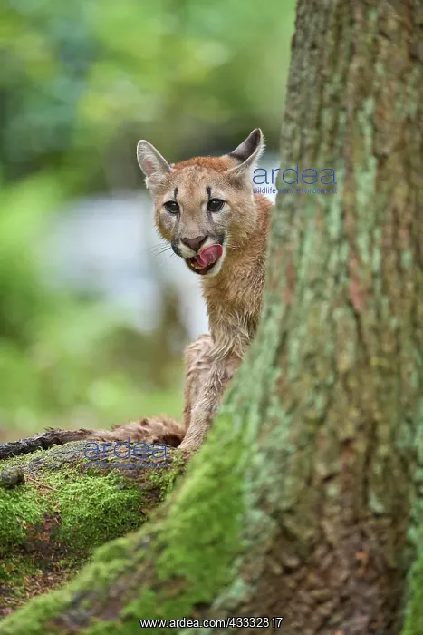 : Cougar, Mountain Lion (Puma concolor), Puma, young in forest : Cougar, Mountain Lion (Puma concolor), Puma, young in forest