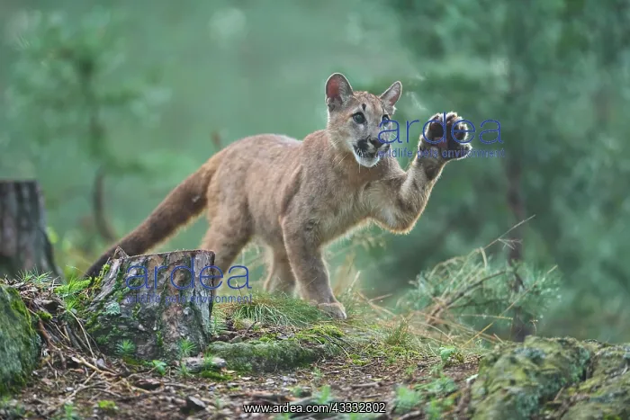 : Cougar, Mountain Lion (Puma concolor), Puma, young : Cougar, Mountain Lion (Puma concolor), Puma, young