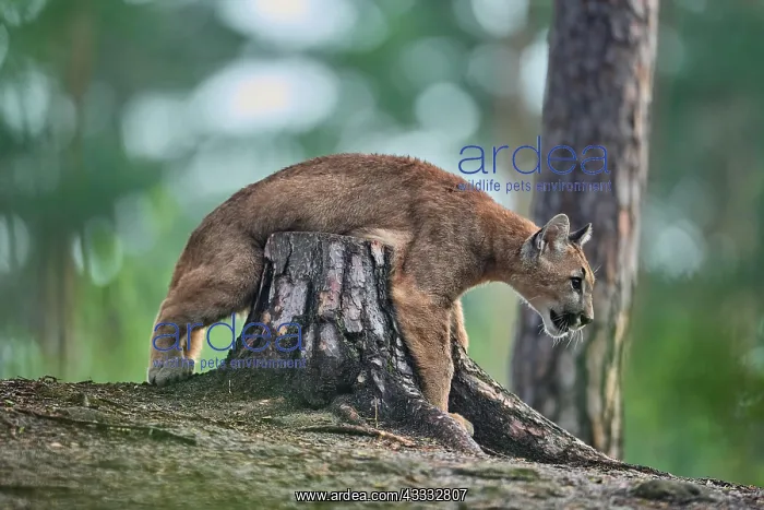 : Cougar, Mountain Lion (Puma concolor), Puma, young : Cougar, Mountain Lion (Puma concolor), Puma, young