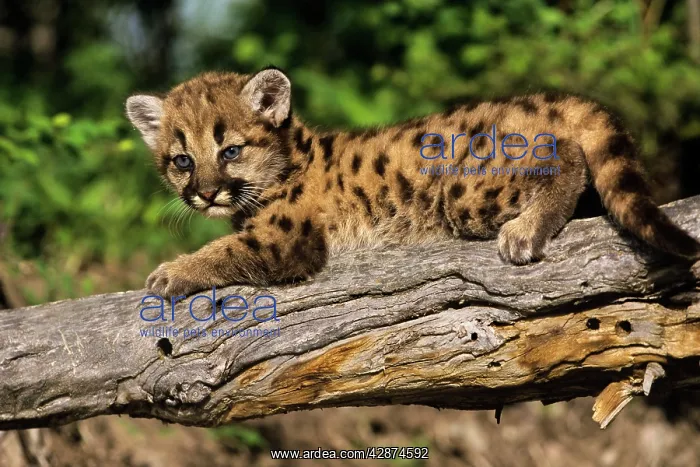 : Cougar / Mountain Lion / Puma - cub : Cougar / Mountain Lion / Puma - cub