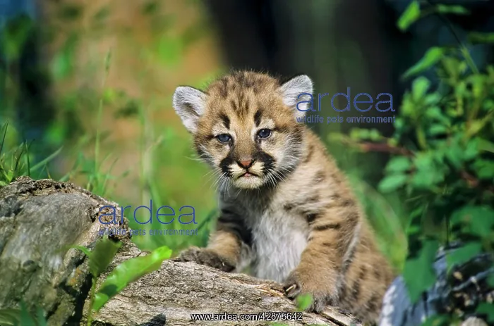 : Cougar / Mountain Lion / Puma - cub : Cougar / Mountain Lion / Puma - cub