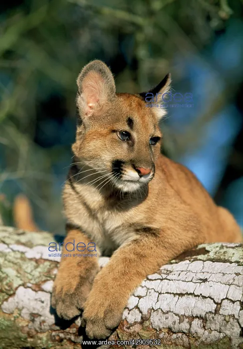 : Cougar / Mountain Lion / Puma - cub : Cougar / Mountain Lion / Puma - cub