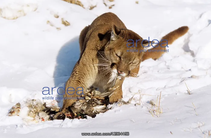 : Cougar / Mountain Lion / Puma - eating kill / prey : Cougar / Mountain Lion / Puma - eating kill / prey
