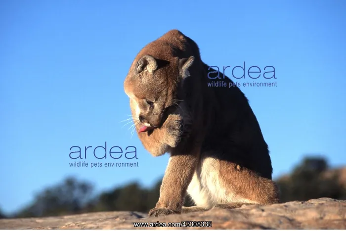  : COUGAR  /  Mountain lion  /  Puma - grooming