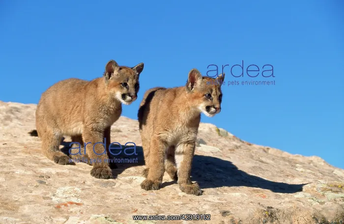 : Cougar / Mountain Lion / Puma - kittens : Cougar / Mountain Lion / Puma - kittens