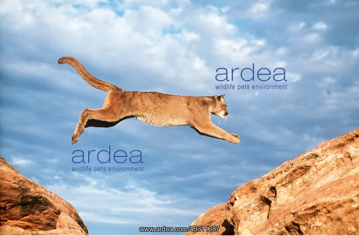 : Cougar / Mountain Lion / Puma - leaping in mid-air : Cougar / Mountain Lion / Puma - leaping in mid-air