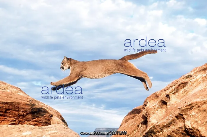 : Cougar / Mountain Lion / Puma - leaping from rock : Cougar / Mountain Lion / Puma - leaping from rock