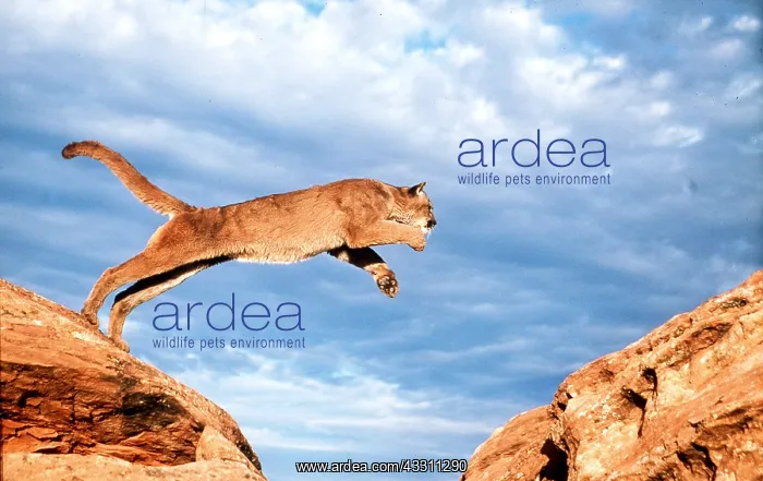 : Cougar / Mountain Lion / Puma - leaping from rock, against : Cougar / Mountain Lion / Puma - leaping from rock, against