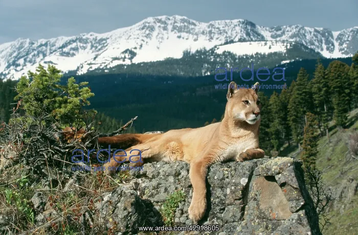 : Cougar / Mountain Lion / Puma - Lying on rock : Cougar / Mountain Lion / Puma - Lying on rock