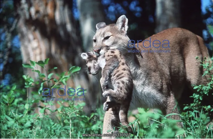: Cougar / Mountain Lion / Puma - mother carrying cub in mouth : Cougar / Mountain Lion / Puma - mother carrying cub in mouth