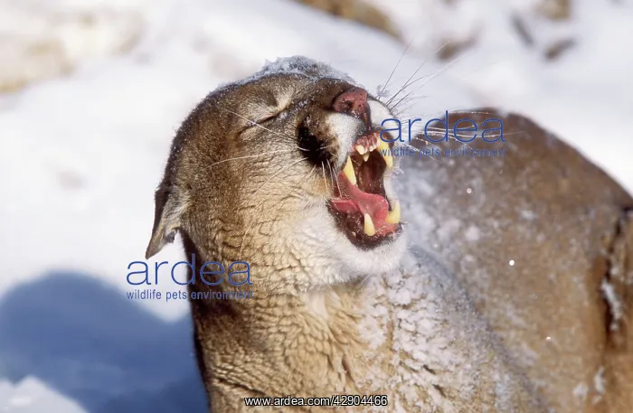 : Cougar / Mountain Lion / Puma - open mouth : Cougar / Mountain Lion / Puma - open mouth