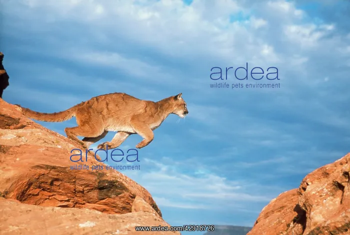 : COUGAR / Mountain Lion / Puma / Panther - : COUGAR / Mountain Lion / Puma / Panther -