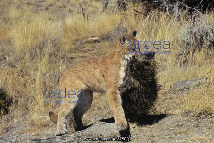 : Cougar / Mountain Lion / Puma - preying on porcupine : Cougar / Mountain Lion / Puma - preying on porcupine