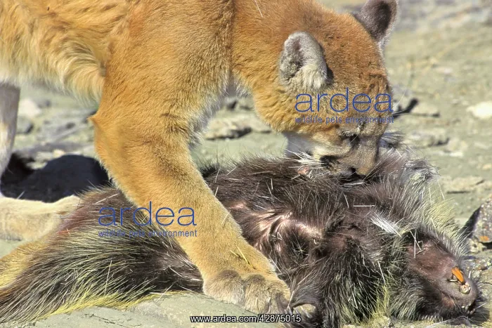 : Cougar / Mountain Lion / Puma - preying on porcupine : Cougar / Mountain Lion / Puma - preying on porcupine