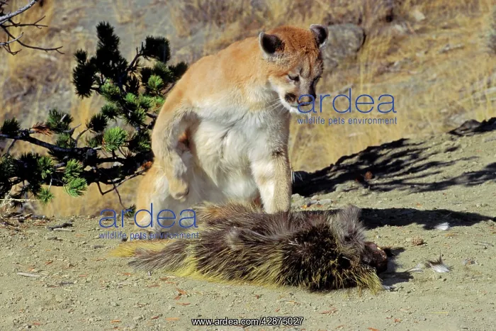 : Cougar / Mountain Lion / Puma - preying on porcupine : Cougar / Mountain Lion / Puma - preying on porcupine