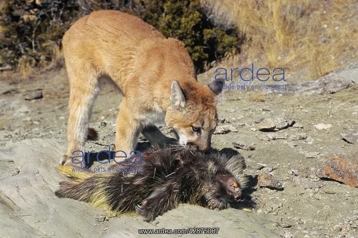 : Cougar / Mountain Lion / Puma - preying on porcupine : Cougar / Mountain Lion / Puma - preying on porcupine