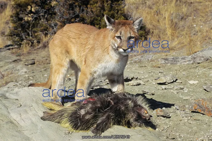 : Cougar / Mountain Lion / Puma - preying on porcupine : Cougar / Mountain Lion / Puma - preying on porcupine