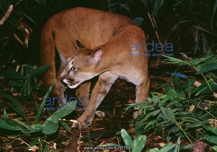 : Cougar / Mountain Lion / Puma - In rainforest : Cougar / Mountain Lion / Puma - In rainforest