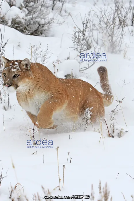 : Cougar / Mountain Lion / Puma - running in snow : Cougar / Mountain Lion / Puma - running in snow