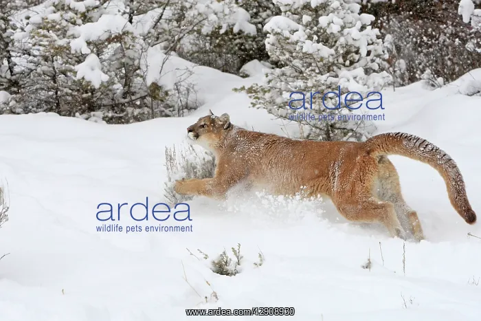 : Cougar / Mountain Lion / Puma - running in snow : Cougar / Mountain Lion / Puma - running in snow