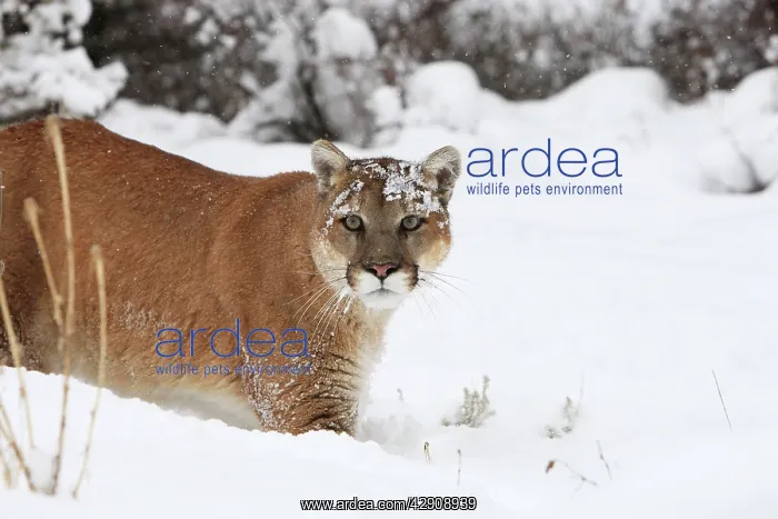 : Cougar / Mountain Lion / Puma - running in snow : Cougar / Mountain Lion / Puma - running in snow