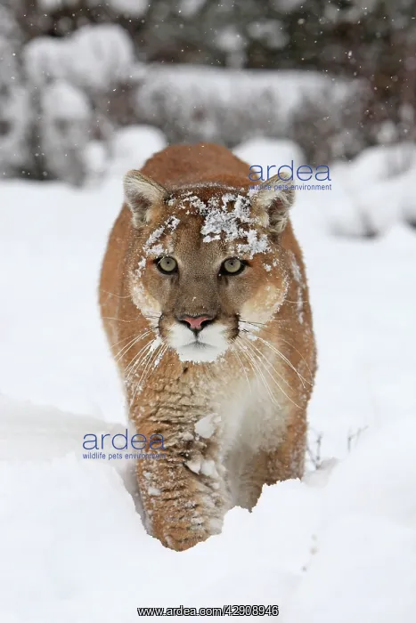  : Cougar  /  Mountain Lion  /  Puma - running in snow