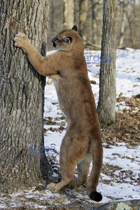 : Cougar / Mountain Lion / Puma - sharpening claws : Cougar / Mountain Lion / Puma - sharpening claws